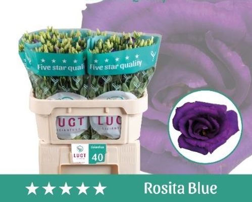 produktbild för Lisianthus Blå Dubbla