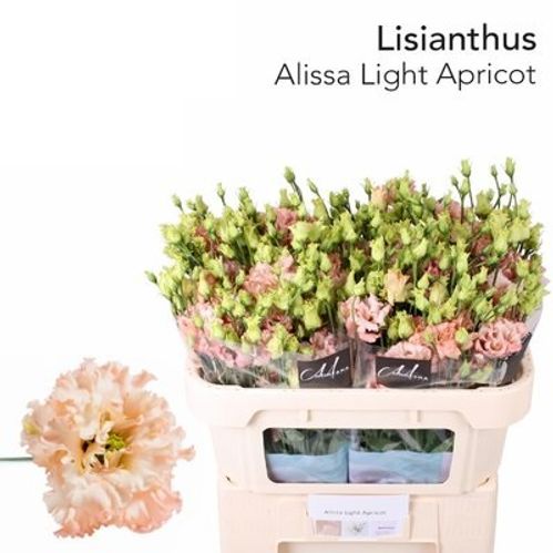 produktbild för Lisianthus do Alissa light apricot