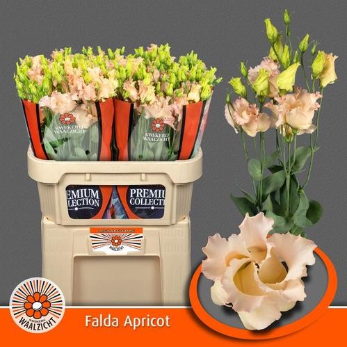 produktbild för Lisianthus si Falda Apricot