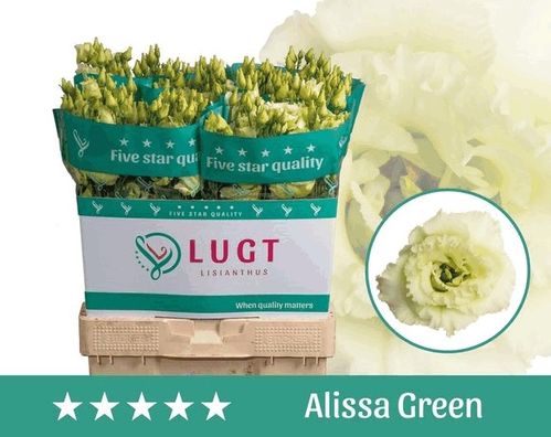 produktbild för Lisianthus Dubbel Alissa