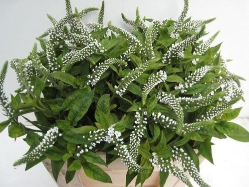 produktbild för Lysimachia