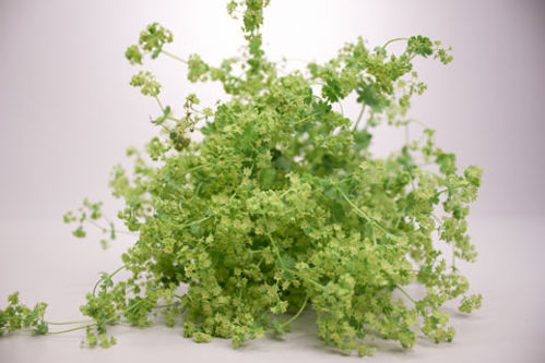 produktbild för Alchemilla Mollis