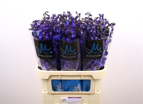 produktbild för Delphinium Sea Waltz