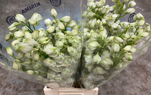 produktbild för Delphinium Hybrid