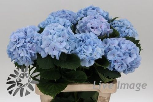 produktbild för Hortensia Lollipop Blue