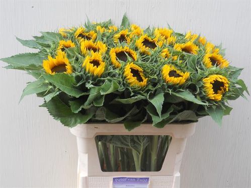 produktbild för Helianthus Solros