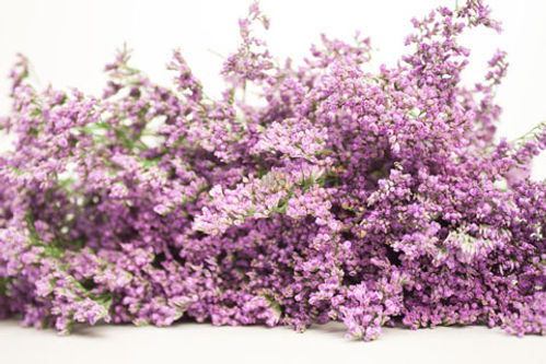 produktbild för Limonium Safora Holland