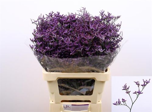 produktbild för Limonium Safora *25