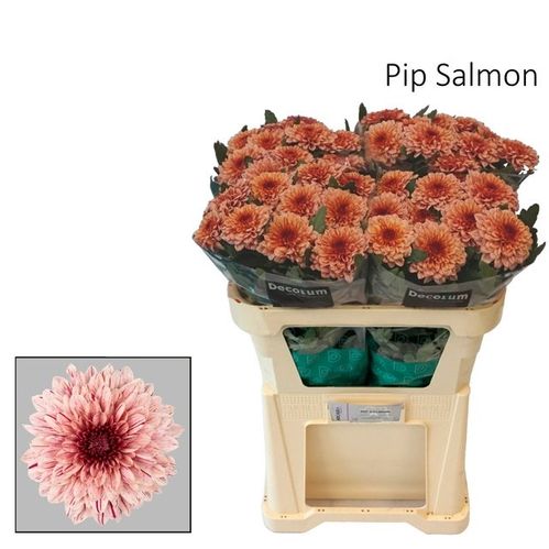 produktbild för Chrys. Deco Pip Salmon