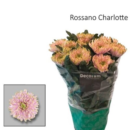 produktbild för Chrys. Deco Rossano Charlotte