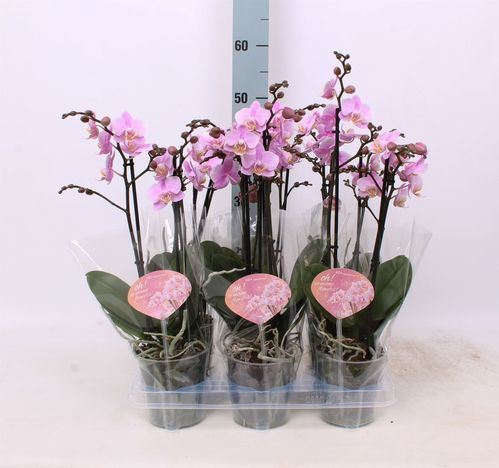 produktbild för Krukväxter Phalaenopsis Mult *6 Beaution