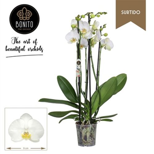 produktbild för Krukväxter Phalaenopsis 5-stänglad *10