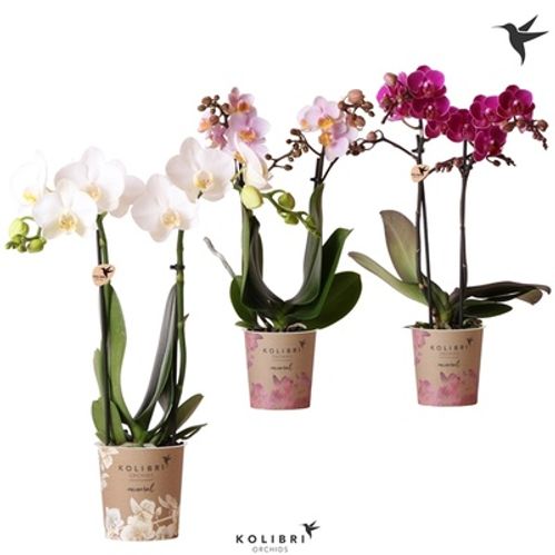 produktbild för Krukväxter Phalaenopsis Multi. *12  2-stänglad