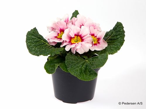 produktbild för Krukväxter Primula Appelblosom *12