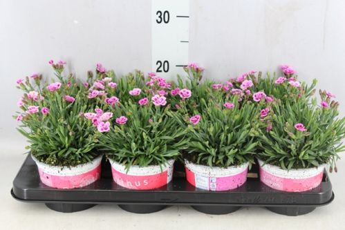 produktbild för Krukväxter Dianthus pink kisses *10