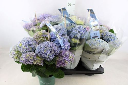 produktbild för Krukväxter Hortensia mag. Revol Blå *6