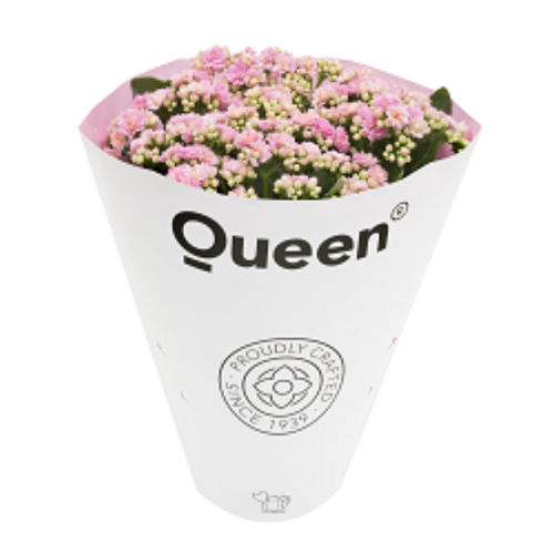 produktbild för Krukväxter Kalanchoe Rosa *12 Calandiva