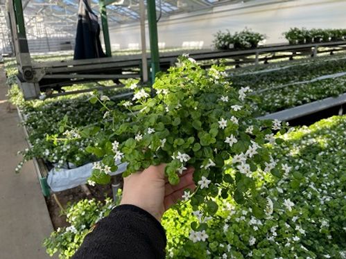 produktbild för Krukväxter Bacopa *15