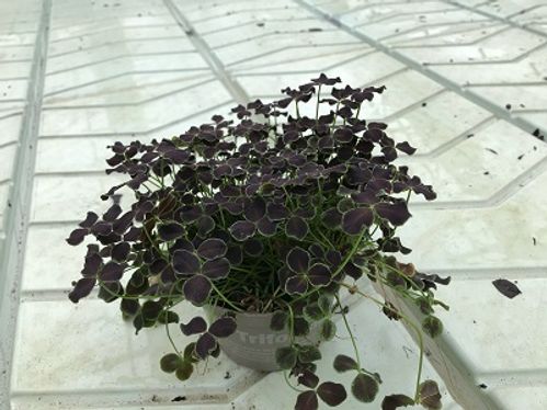 produktbild för Krukväxter Trifolium Dark Debbie  *10
