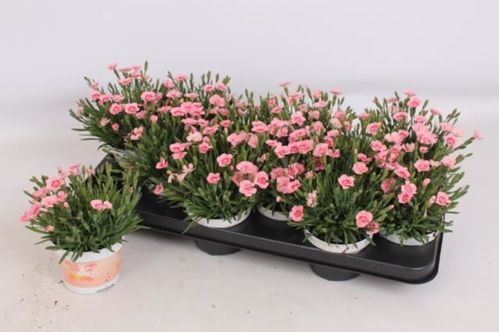 produktbild för Krukväxter Dianthus 