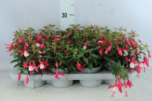 produktbild för Krukväxter Fuchsia mix *8