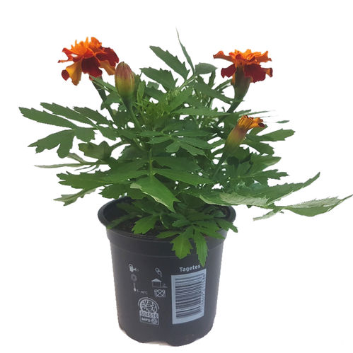 produktbild för Krukväxter Tagetes *12