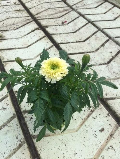 produktbild för Krukväxter Tagetes Erecta Vanilla *12