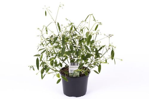 produktbild för Krukväxter Diamond Frost  *14 Euphorbia hybrid