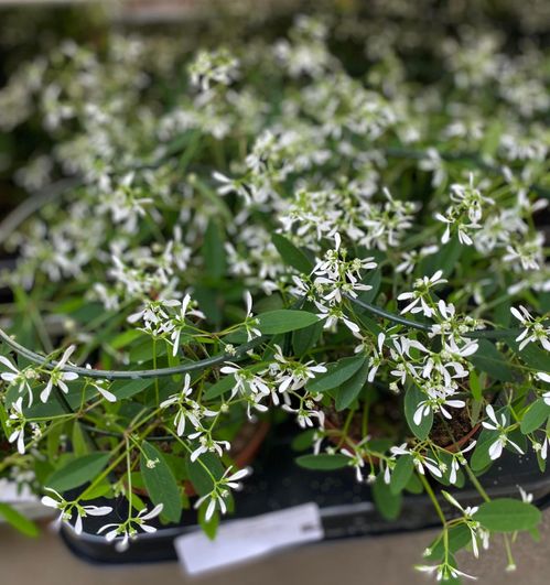 produktbild för Krukväxter Diamond Frost  *8 Euphorbia hybrid