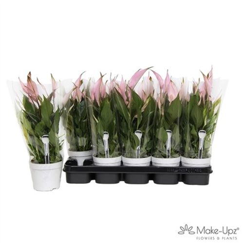 produktbild för Krukväxter Spathiphyllum Rosa *8