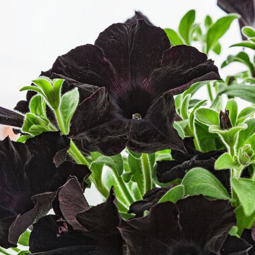 produktbild för Krukväxter Petunia Black  *15