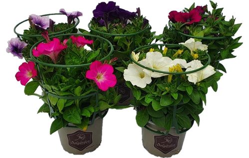 produktbild för Krukväxter Petunia i Pelta *8 SG