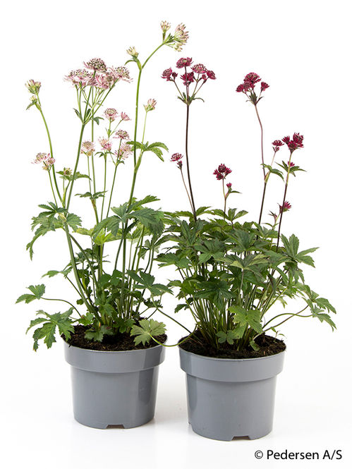 produktbild för Krukväxter Astrantia Major *6