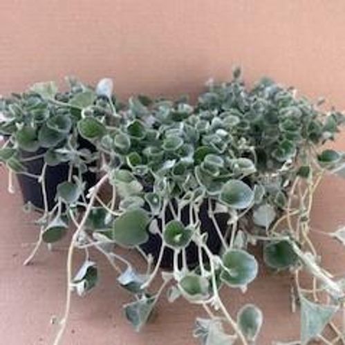 produktbild för Krukväxter Dichondra Argentea Emerald falls *12