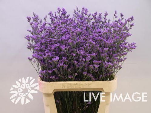 produktbild för Limonium Kansas Blue