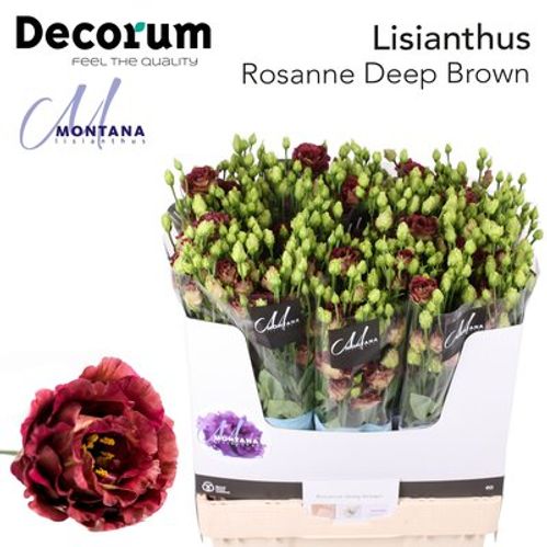 produktbild för Lisianthus Rosanne Deep Brown