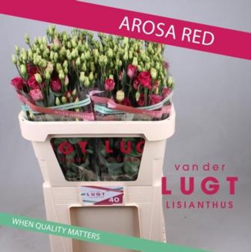 produktbild för Lisianthus Arosa red