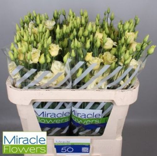 produktbild för Lisianthus