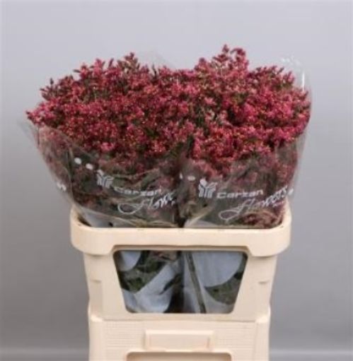 produktbild för Limonium Scarlett Diamond