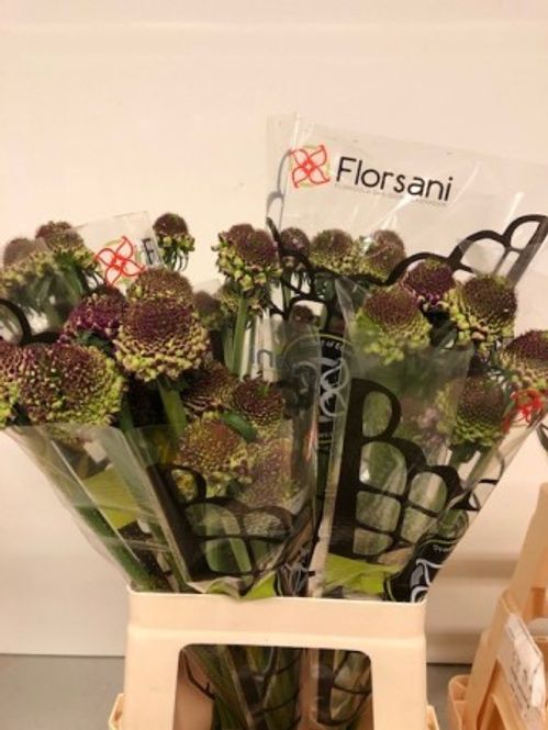 produktbild för Scabiosa