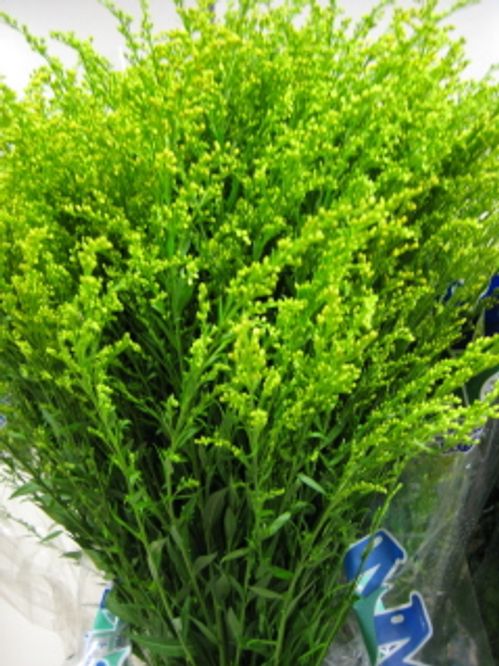 produktbild för Solidago