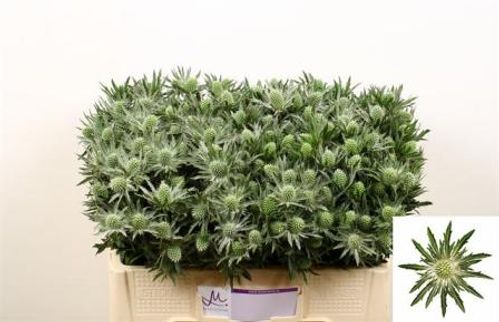 produktbild för Eryngium sirius questar