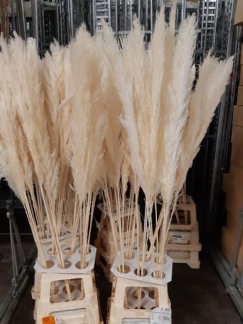 produktbild för Pampasgräs Cortaderia Blekt