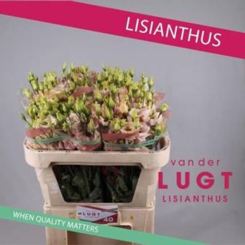 produktbild för Lisianthus Cotton Candy