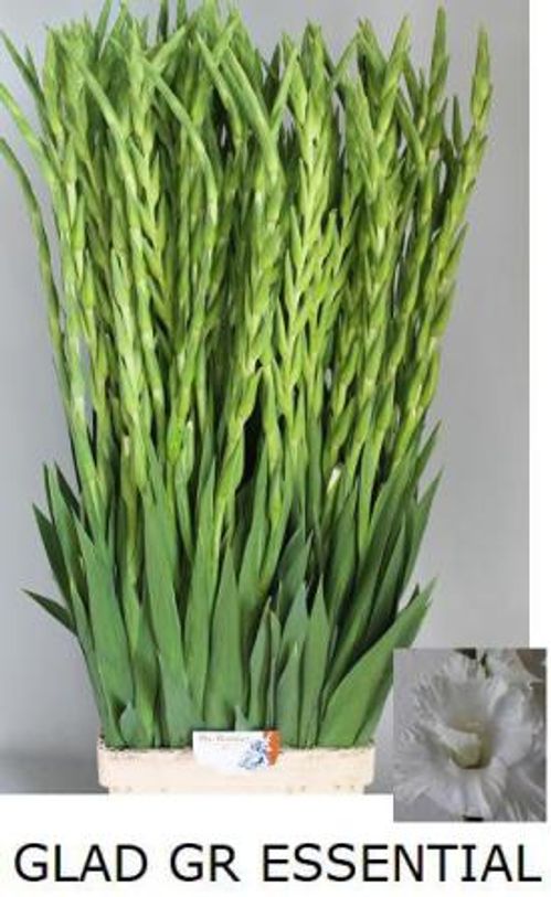 produktbild för Gladiolus