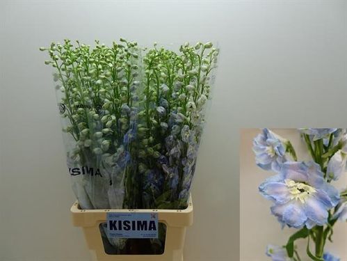 produktbild för Delphinium Skyblue Whitbee