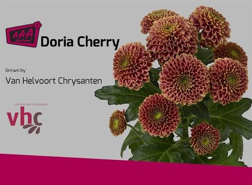 produktbild för Santini Doria Cherry knapp