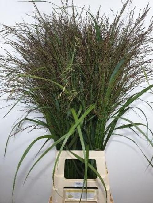 produktbild för Siergras Panicum Warrior