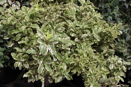 produktbild för Pittosporum Nigra silver queen