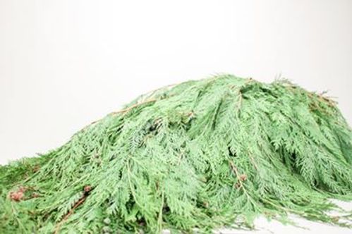 produktbild för Cypress Bunt 10 Kilo